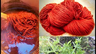 How to Naturally Dye with Madder ​⁠@WildcraftDyeing