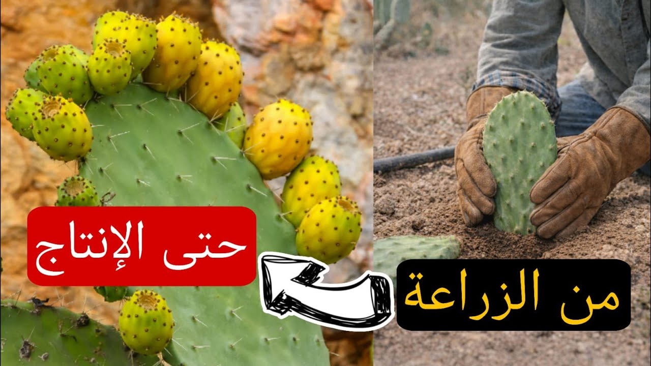 زراعة التين الشوكي 🌵 خطوة بخطوة