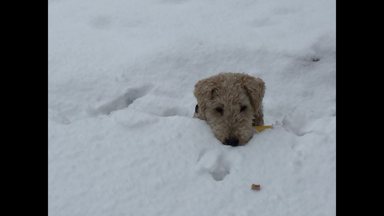 Lakeland Terrier Pucki - Best of Fun in the Snow by ilicochannel