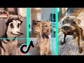 Time Warp Scan tiktok dog compilation (filter tiktok) part 2