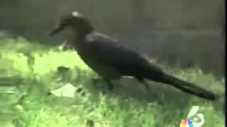 Bird X Prowler Owl scares birds away from municipal building
