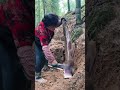 These young bamboo shoots are delicious to cook and eat#shortvideo #farming#youtubeshorts