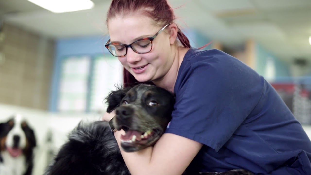 American boarding kennels Clearance