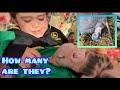 Newborn Piglets | Farm Animals | A Sow Giving Birth