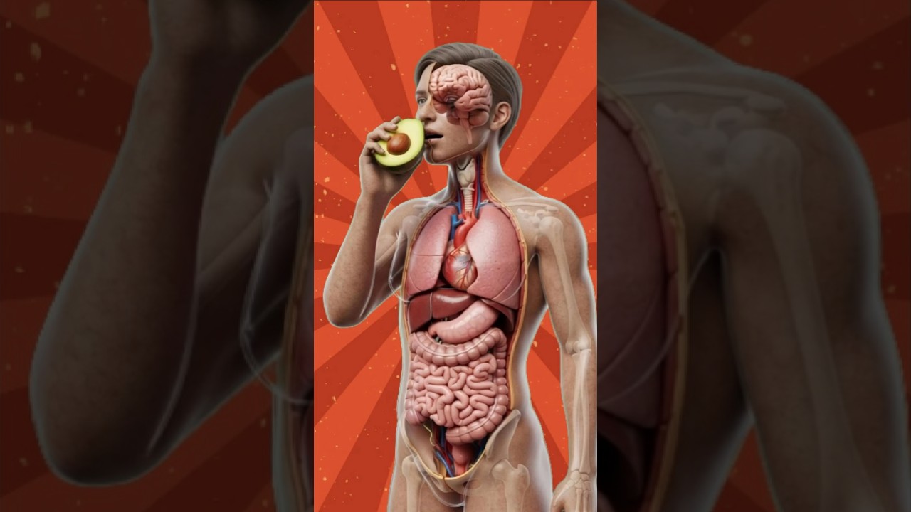 AVOCADO🥑 Inside the Human Body (3D Medical Animation)