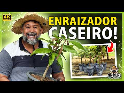 ROOT any FRUIT branch