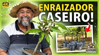 ENRAIZA qualquer galho de FRUTAS