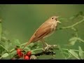 Nachtegaal / Common Nightingale singing