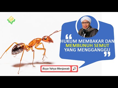 Video: Apakah baygon membunuh semut?