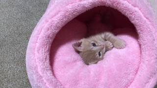 フカフカのベッドで気持ち良さそうにくつろぐ子猫　　A kitten relaxing comfortably in a fluffy bed
