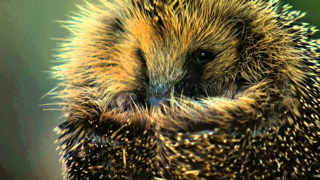 The fast decline of the hedgehog YouTube