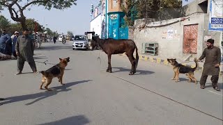 German Shepherd Couple barking badly on (Mule) Khachar by Sapal's Joke Studio 284 views 3 years ago 2 minutes, 2 seconds