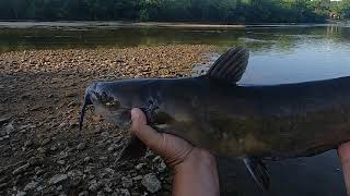 My personal best Channel Catfish at 26 inches (part two the release)