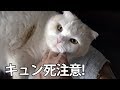 キュン死注意！飼い主への甘え方が身悶えするほどかわいい猫。スコティッシュフォールドのはく