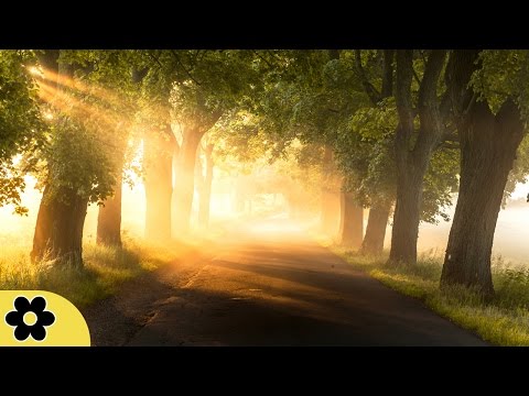 6 Hour Healing Music: Nature Sounds, Soothing Music, Meditation Music, Relaxing Music ✿2480C