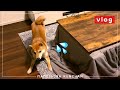 さんぽ嫌いな犬に「さんぽ」と「ごはん」を交互に言ってみた