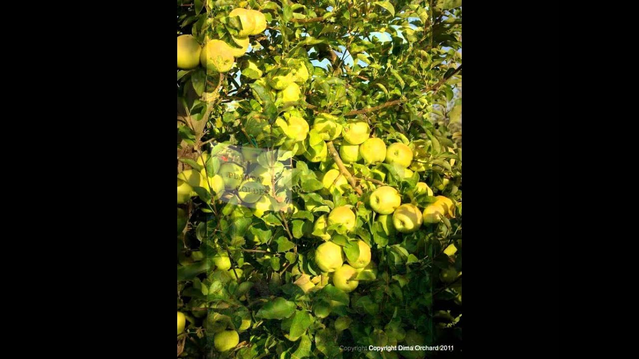 Romanian Apples Orchard Livada Dima September 2011 YouTube