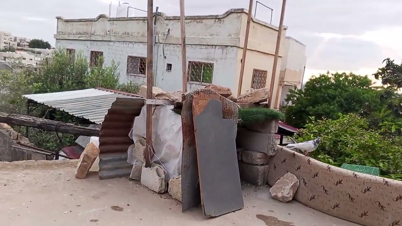 صيد طير🤣✂️وحطيت ثلاث طيور 🕊️وشوف كم طير خلط معنا 🔥🔥