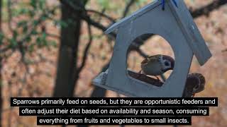 The Secret Life of Sparrows: Exploring Their World