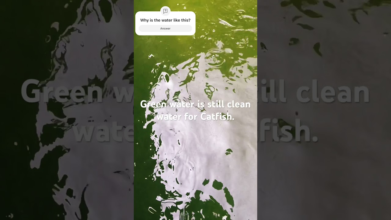 Green water( it’s always safe,clean for Catfish because they do feed on the algae) 