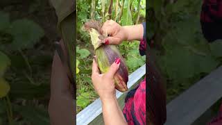 El cultivo de maiz es hermoso #maiz #plantas #jardin