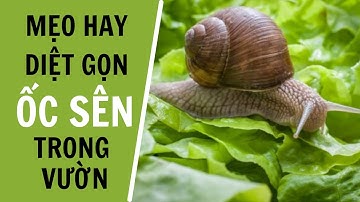 Mẹo diệt gọn ốc sên trong vườn không tốn 1 đồng || cách diệt ốc sên hiệu quả || Diệt ốc sên ăn rau