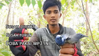 Trik Jitu Pikat Burung Kehicap Ranting Coba Pakai Mp3 Ini Dijamin 100% Ampuh