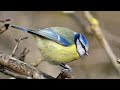 Blue Tit - Songs and Calls