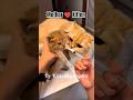 Mother ❤️ Kitten 🩷 #cat #kittens #catlovers #funnycats #reelschallenge #catvideos #kittenlife#kitty