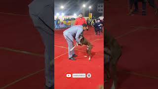 boxer dog in dog show 2024 #shorts #viralvideo #trendingshorts #ytshorts #yt #youtubeshorts #boxer