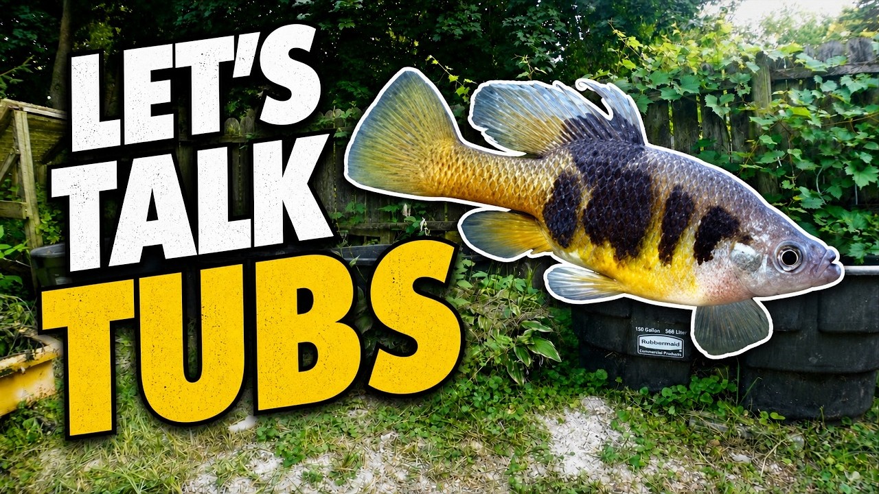 Goodeids are My Favorite Tub Fish, Fish Games & More!