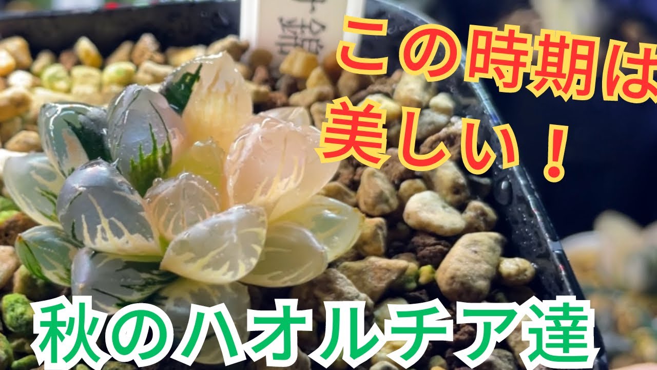 極美]秋の斑入りハオルチアは美しい！ - YouTube