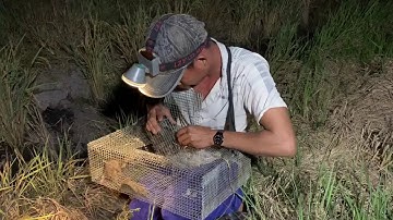 50 cái bẫy chuột 🐁🐁🐁🐁🐁. Dính khoang 40 con chuột 🐁🐁🐁🐁đặt bẫy không mồi siêu nhạy !!!