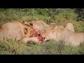 Lions Start Eating A Warthog While it is ALIVE!!
