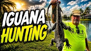 Hunting GIANT Invasive Iguanas With An Air Rifle! South Florida Removal Gets INTENSE!!!