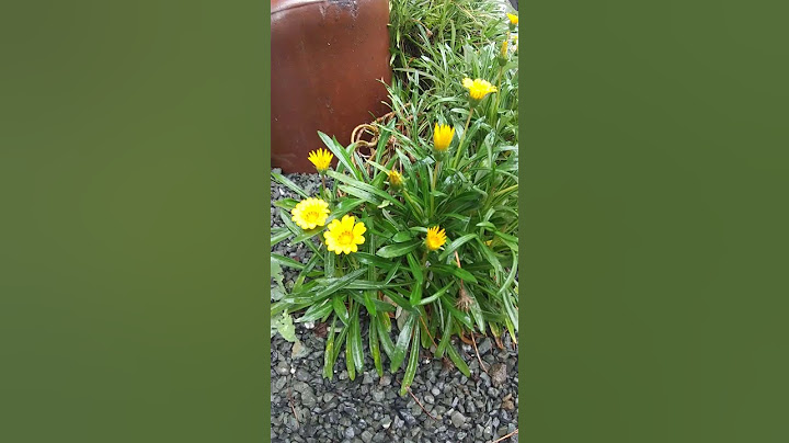 ＃花＃花言葉#お花のある生活2024 8 23