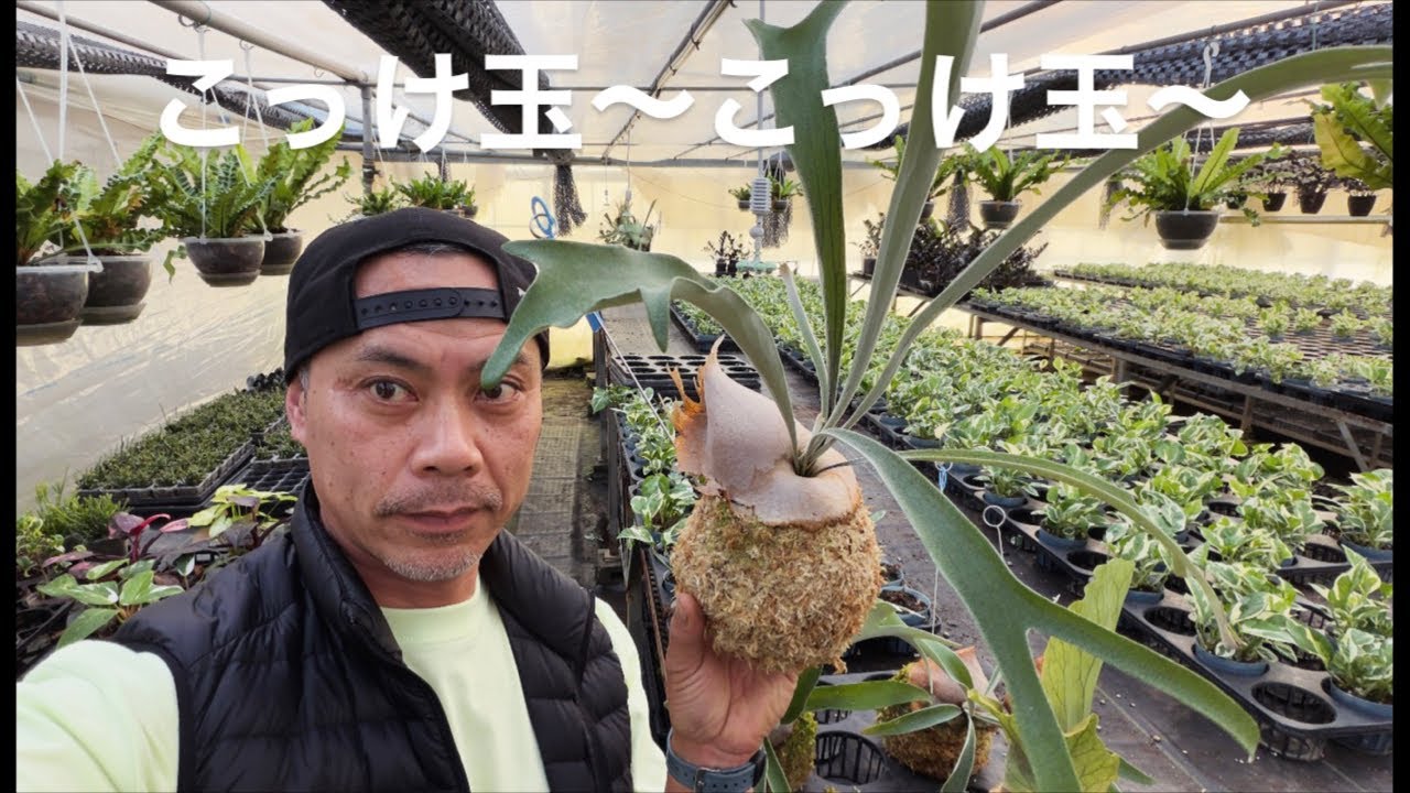 ほんわかアロイダーズ がライブ配信中！