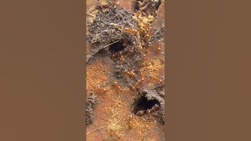 When an ant comes under attack, it doesn