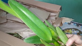 CAIXA DE ORQUÃDEAS RECEBIDAS DO ORQUÃDARIO SANTA BÃRBARA ðŸ˜ðŸ˜ðŸ˜ #recebidos#do#canal ðŸŽ