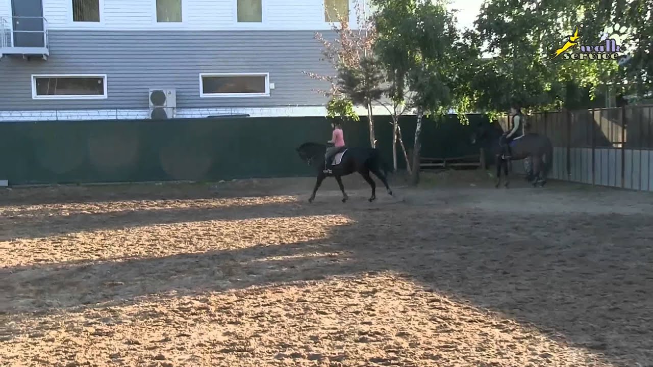Show jumping. Why does my horse jump so bad? YouTube