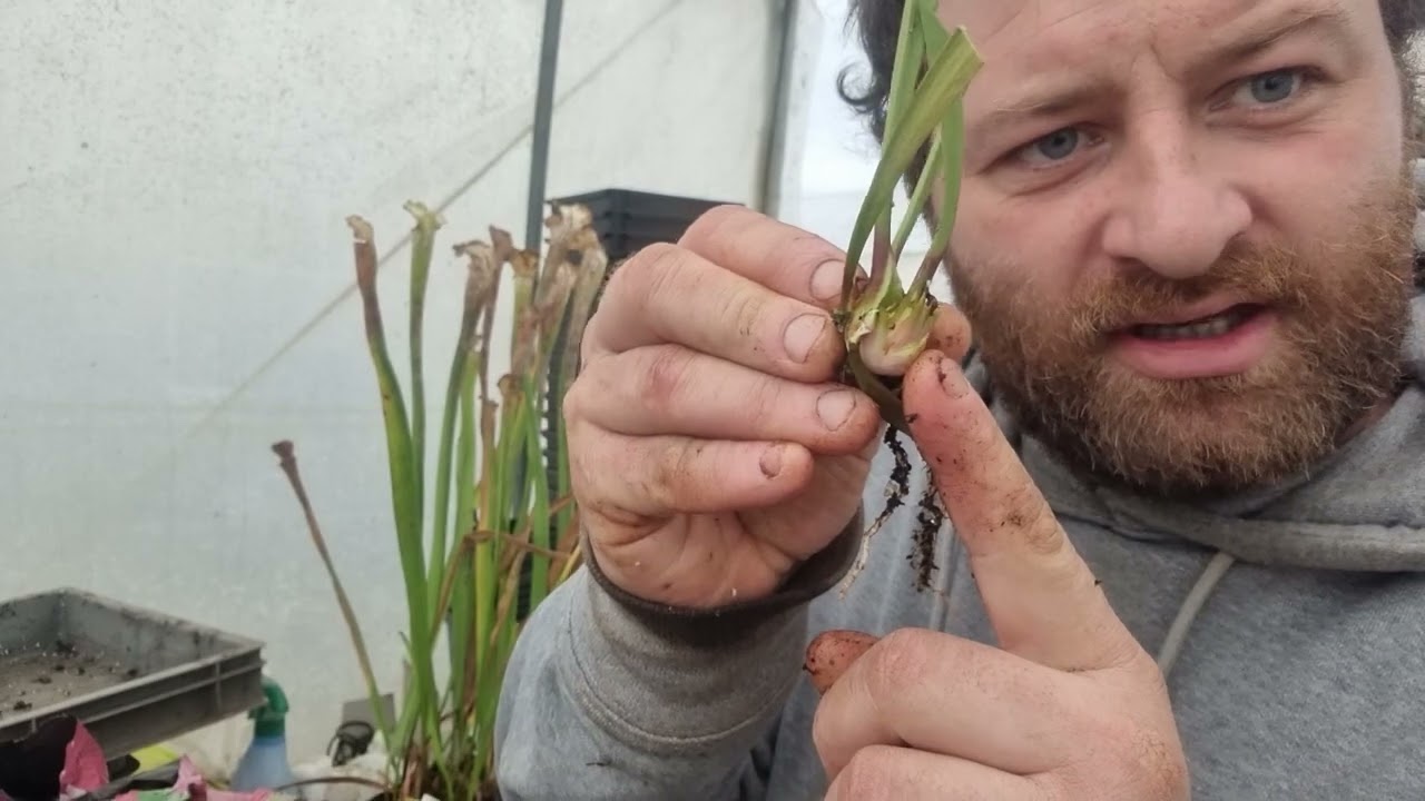 Entretenir ses Sarracenia en Février