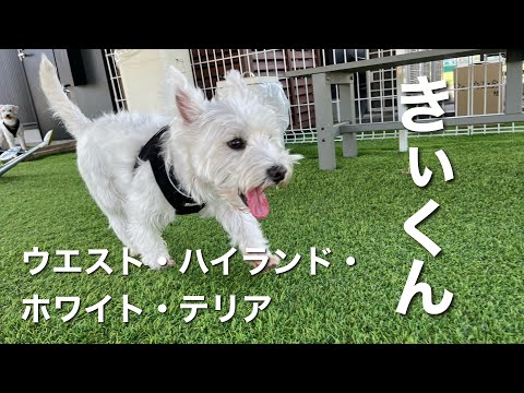 ウエストハイランドホワイトテリア きぃくん【west highland white terrier】