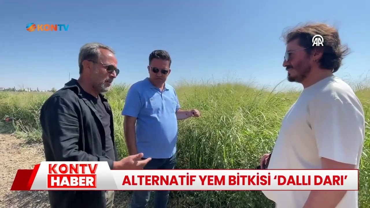 Alternatif yem bitkisi 