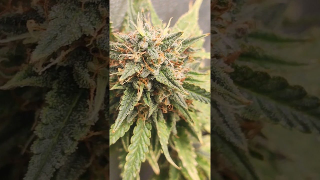 Haze Banana Blaze Auto CBD 