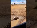 Crocodile Attacks Buffalo Calf, Mother Fights Back! 🐊🐃 어미의 반격! 🐊🐃 母の反撃！🐊🐃