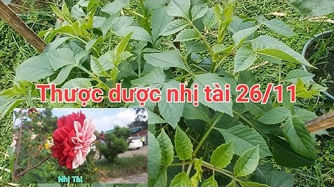 Cập nhật tình hình thược dược nhị tài và màu mốc 26/11