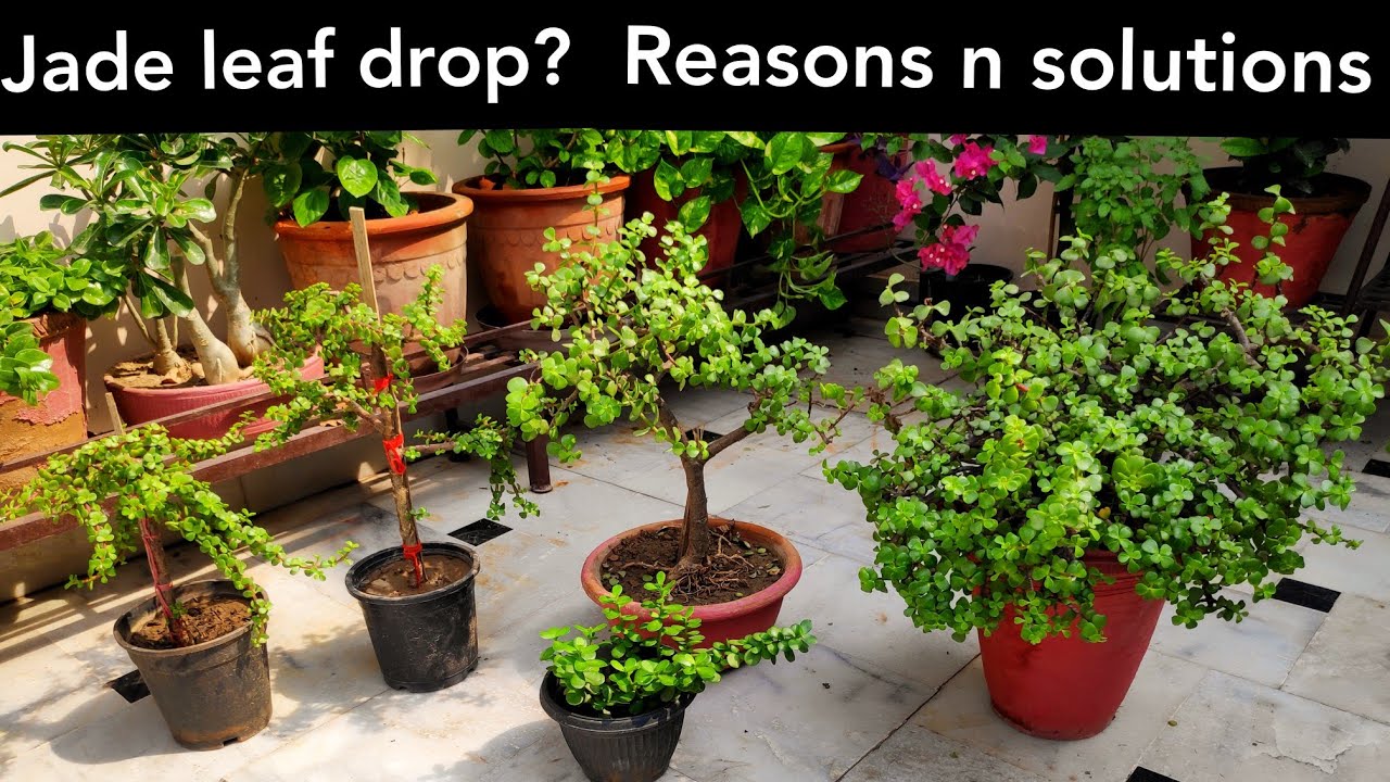 Jade plant leaf fall // drop reasons n solutions, jade plant care, elephant  bush, succulents care 
