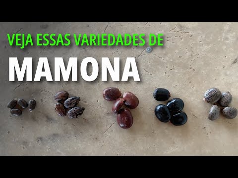 Vídeo: A mamona cresce na sombra?