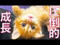 新加入子猫たち、驚きの速度で成長する The kitties grow up so fast