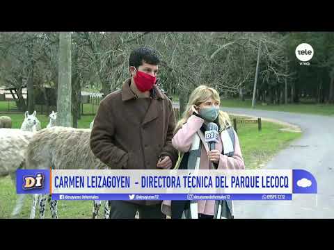 La situación en el Parque Lecocq: "Los ciervos han vuelto al corral y están dentro del parque"